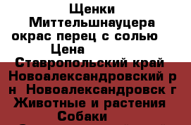 Щенки Миттельшнауцера окрас перец с солью  › Цена ­ 8 000 - Ставропольский край, Новоалександровский р-н, Новоалександровск г. Животные и растения » Собаки   . Ставропольский край